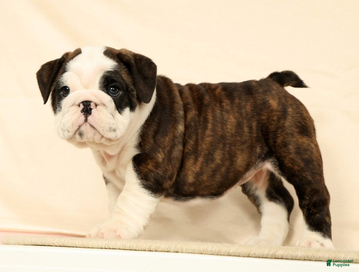 English Bulldog dogs Aurelia - Ad 1