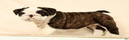 English Bulldog dogs for sale: Aurelia - Ad 1