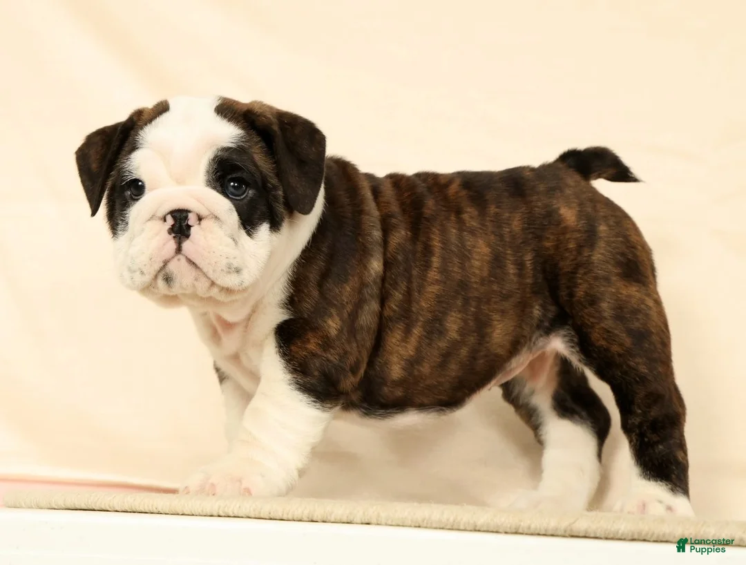 English Bulldog dogs for sale: Aurelia - Ad 1