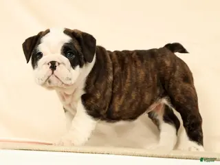 English Bulldog dogs Aurelia - Ad 1