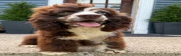 Cocker Spaniel dogs for sale: Geppetto - Ad 2