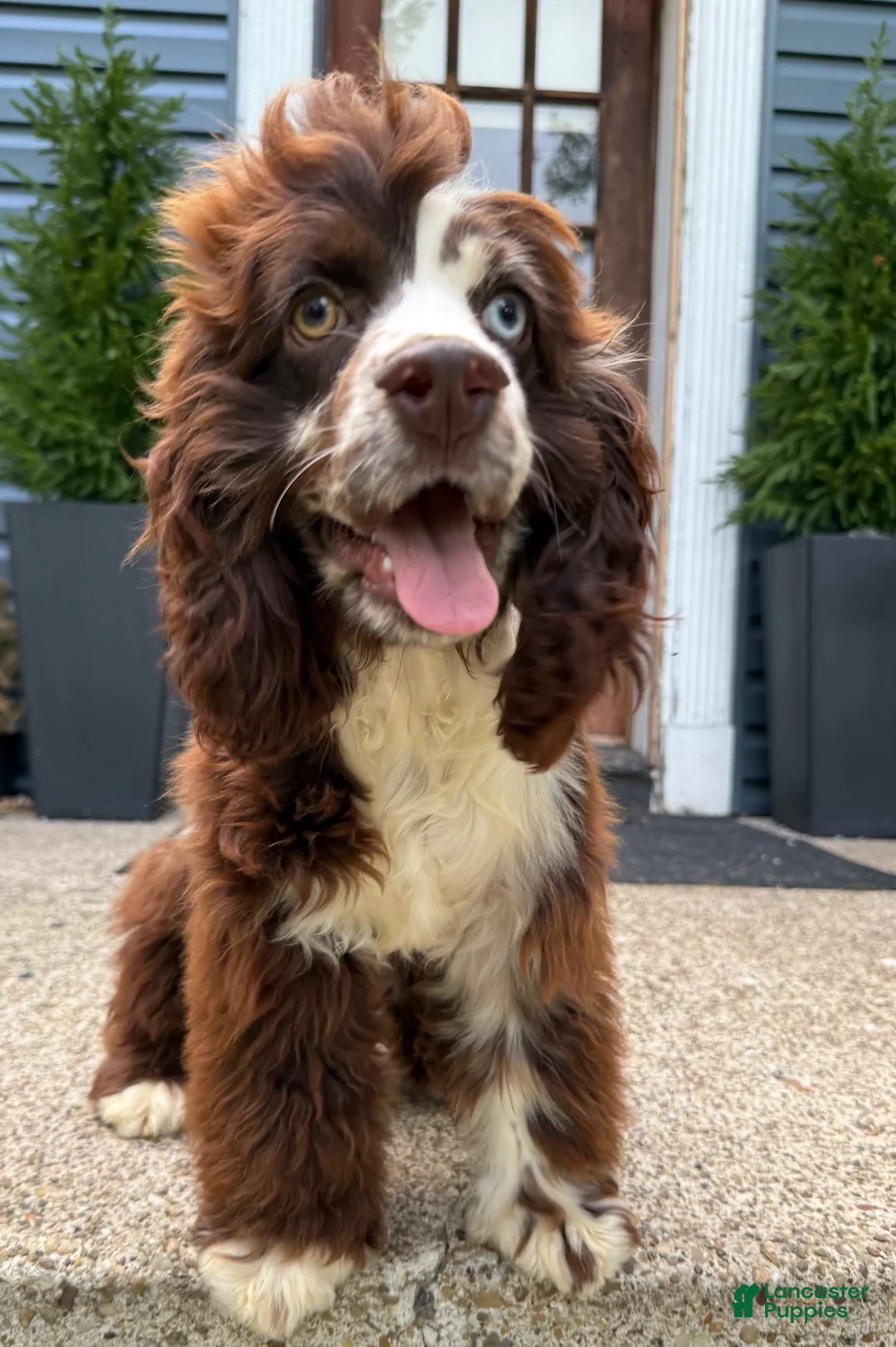 Cocker Spaniel dogs for sale: Geppetto - Ad 2