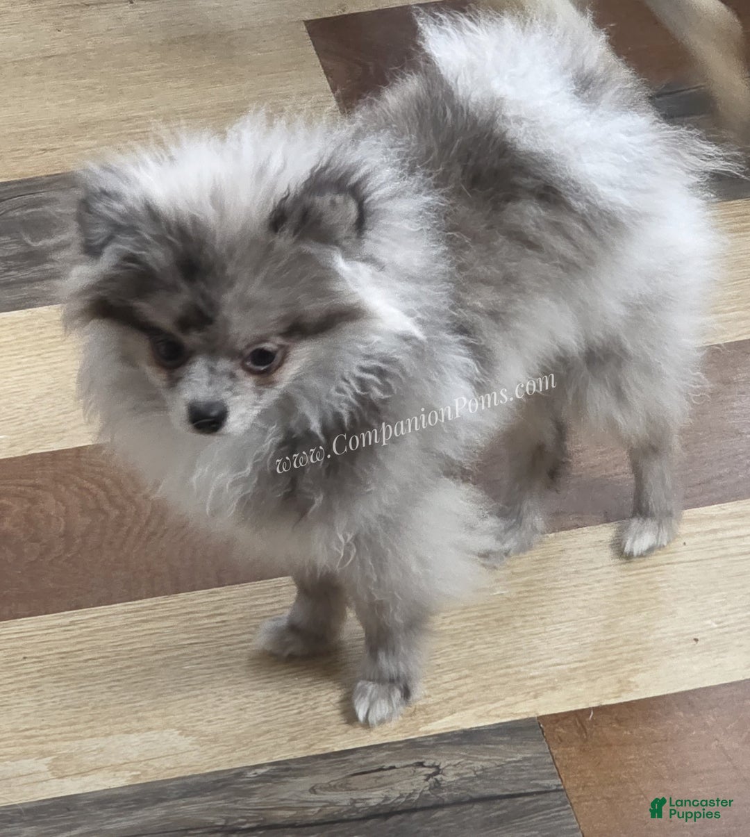 Pomeranian dogs for sale: Tiki Blue Merle - Ad 4