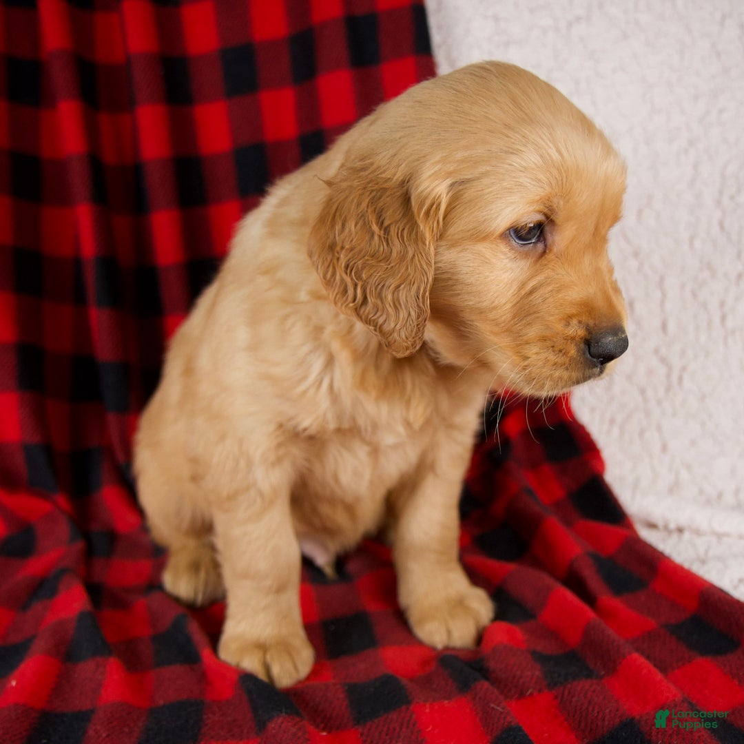 Golden Retriever dogs for sale: Toby - Ad 4