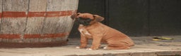 Boxer dogs for sale: Hazel - Ad 3