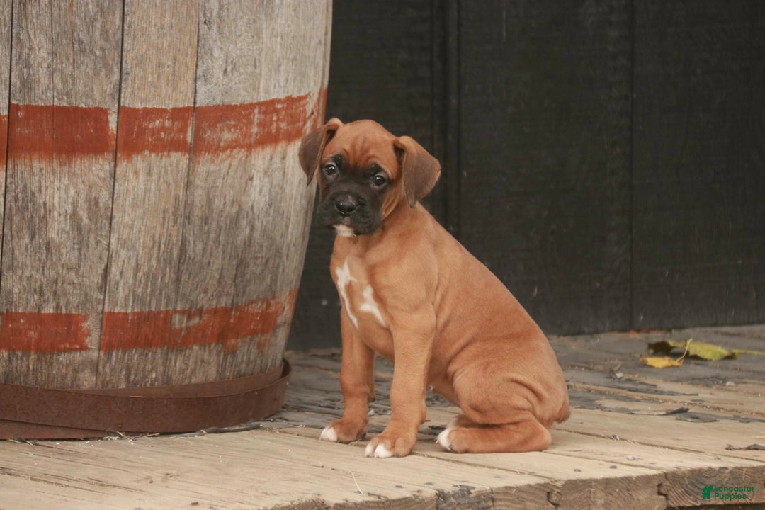 Boxer dogs for sale: Hazel - Ad 3
