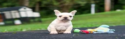 French Bulldog dogs for sale: Koby - Ad 7