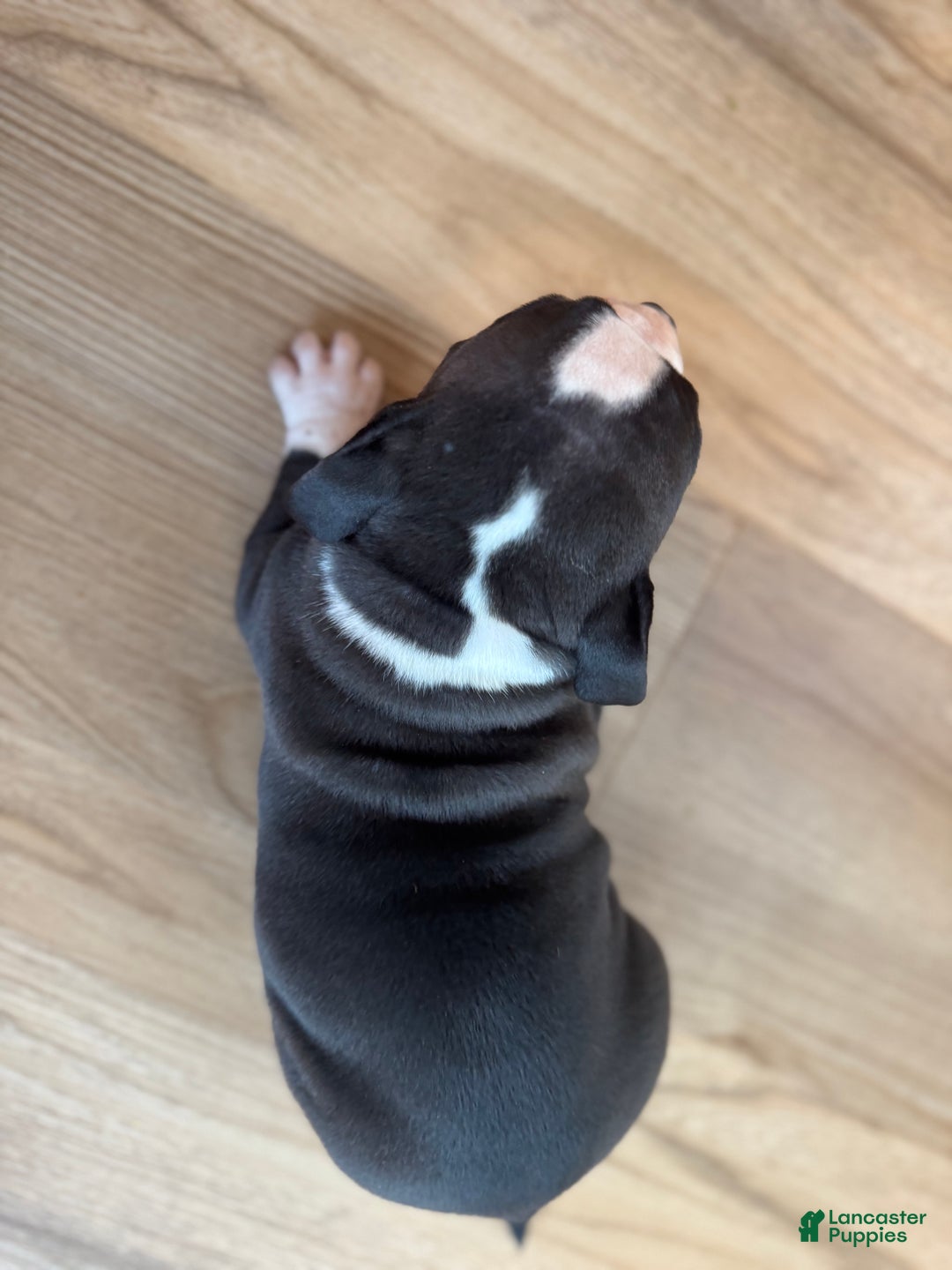 American Bully dogs for sale: Gigi - Ad 3