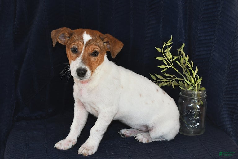 Gallery Image {{count}}