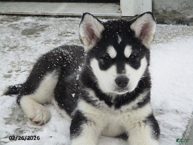 Alaskan Malamute dogs Shadow - Ad 1