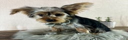 Yorkshire Terrier dogs for sale: Koby - Ad 10