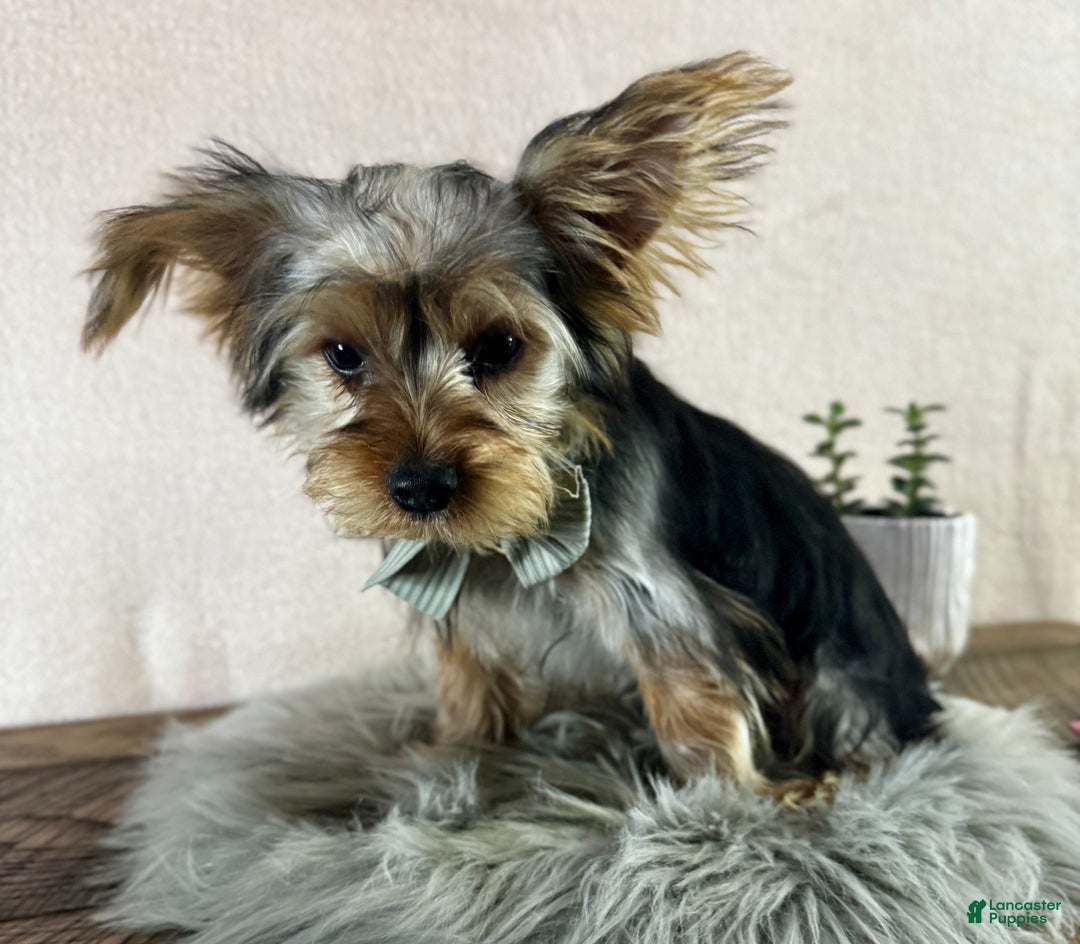 Yorkshire Terrier dogs for sale: Koby - Ad 10