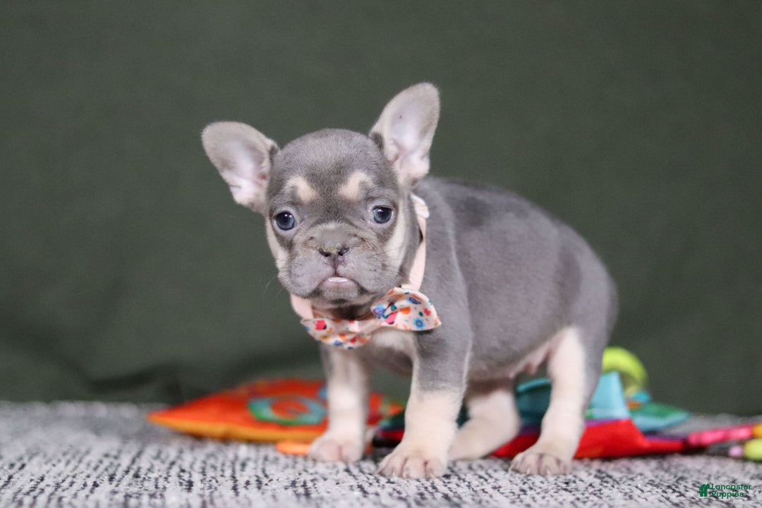 French Bulldog dogs for sale: Cora - Ad 2