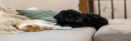 Bernedoodle dogs for sale: Acadia - Ad 5