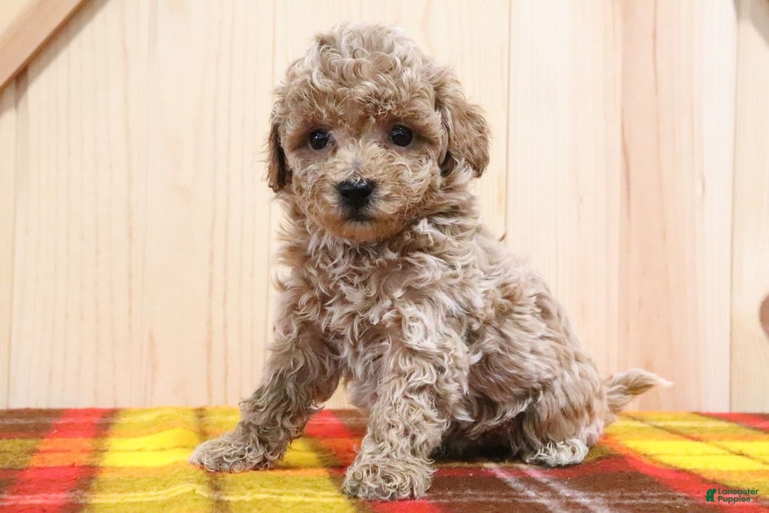 Bichpoo dogs for sale: Bichpoo Puppy 4 - Ad 3