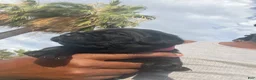Cane Corso dogs for sale: panthera  - Ad 3
