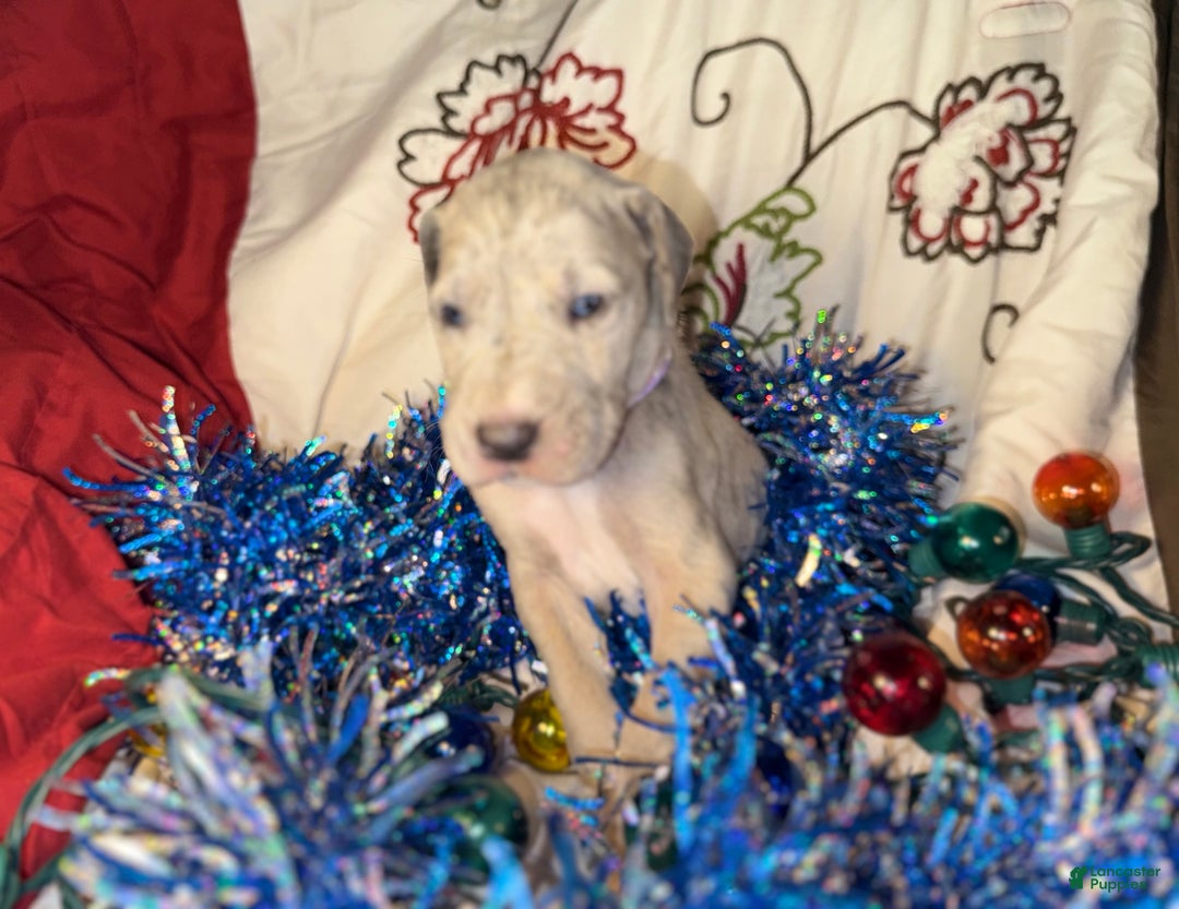 Great Dane dogs for sale: Milo - Ad 2