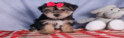 Morkie dogs for sale: Nova - Ad 28