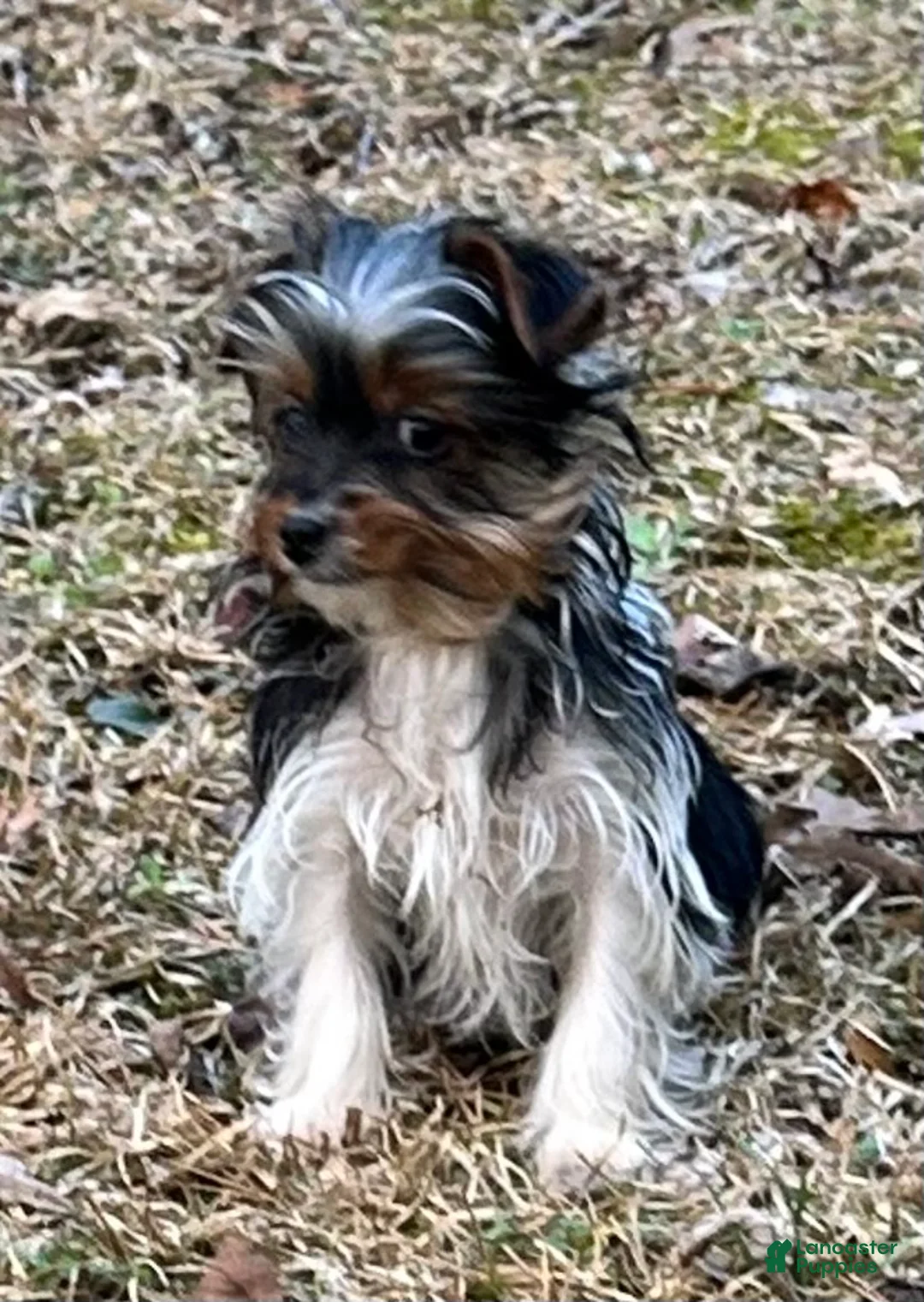Yorkshire Terrier dogs for sale: Yorkshire Terrier Puppy 1 - Ad 2