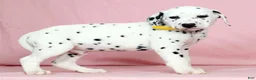 Dalmatian dogs for sale: Sprinkle - Ad 4