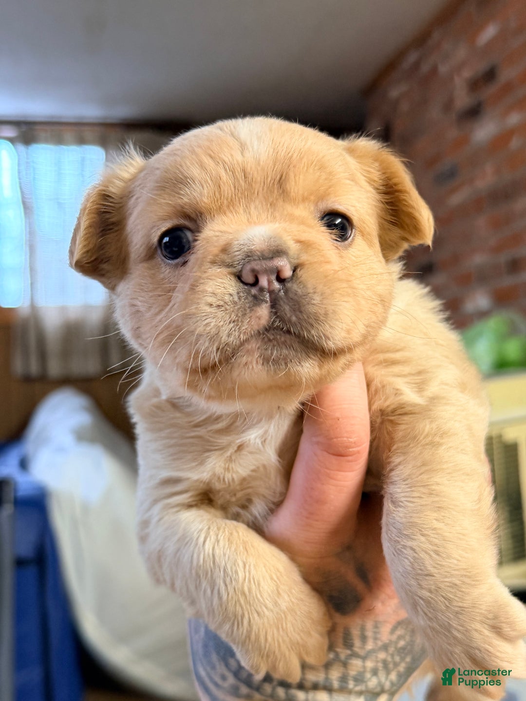 French Bulldog dogs for sale: French Bulldog Puppy 1 - Ad 6