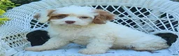 Cavapoo dogs for sale: Kaya - Ad 1