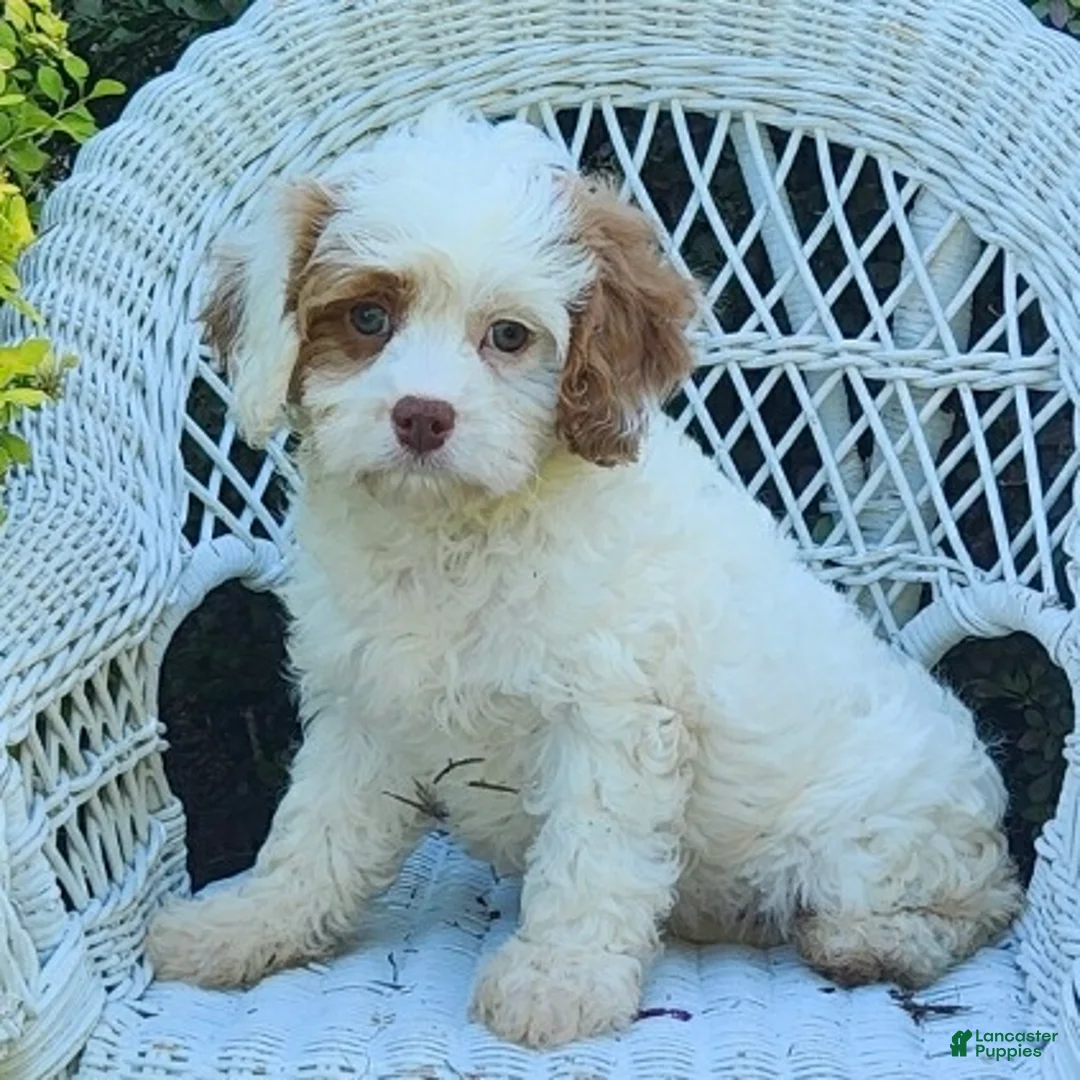 Cavapoo dogs for sale: Kaya - Ad 1