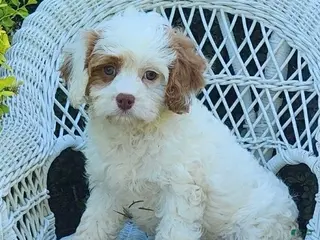 Cavapoo dogs for sale: Kaya - Ad 4