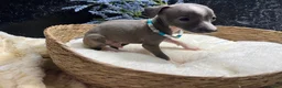 Italian Greyhound dogs for sale: Italian Greyhound 2 - Ad 8