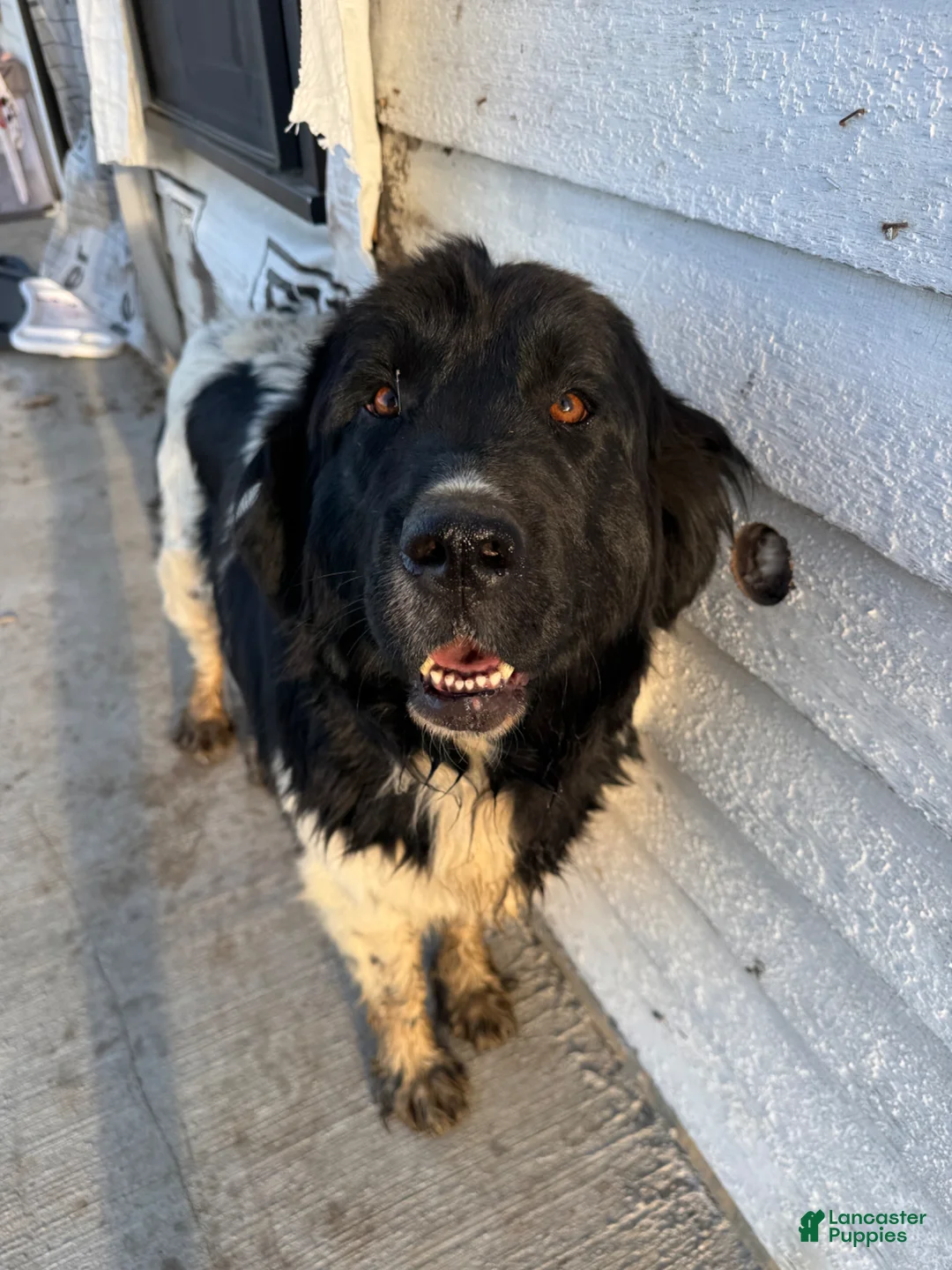 Mixed Breed dogs for sale: Mixed Breed Puppy 4 - Ad 2