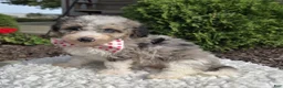 Mini Sheepadoodle dogs for sale: Jess - Ad 3