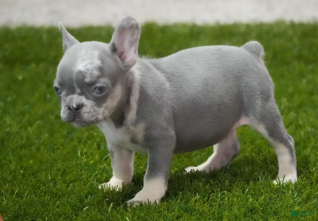 French Bulldog dogs Rosco - Ad 32