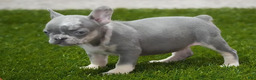 French Bulldog dogs for sale: Rosco - Ad 1