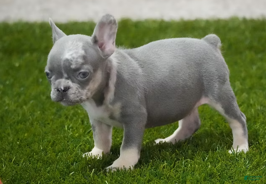 French Bulldog dogs for sale: Rosco - Ad 1