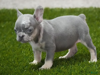 French Bulldog dogs Rosco - Ad 32