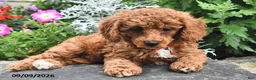 Miniature Poodle dogs for sale: Freddy  - Ad 4