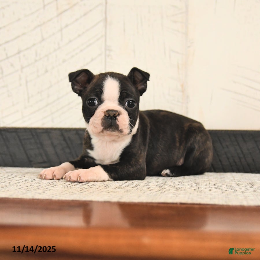 Boston Terrier dogs Paws - Ad 9