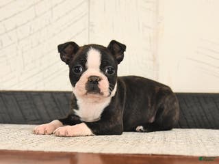 Boston Terrier dogs Paws - Ad 29