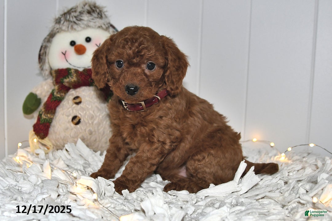 Cavapoo dogs for sale: Cupcake - Ad 1