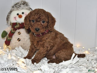 Cavapoo dogs Cupcake - Ad 14