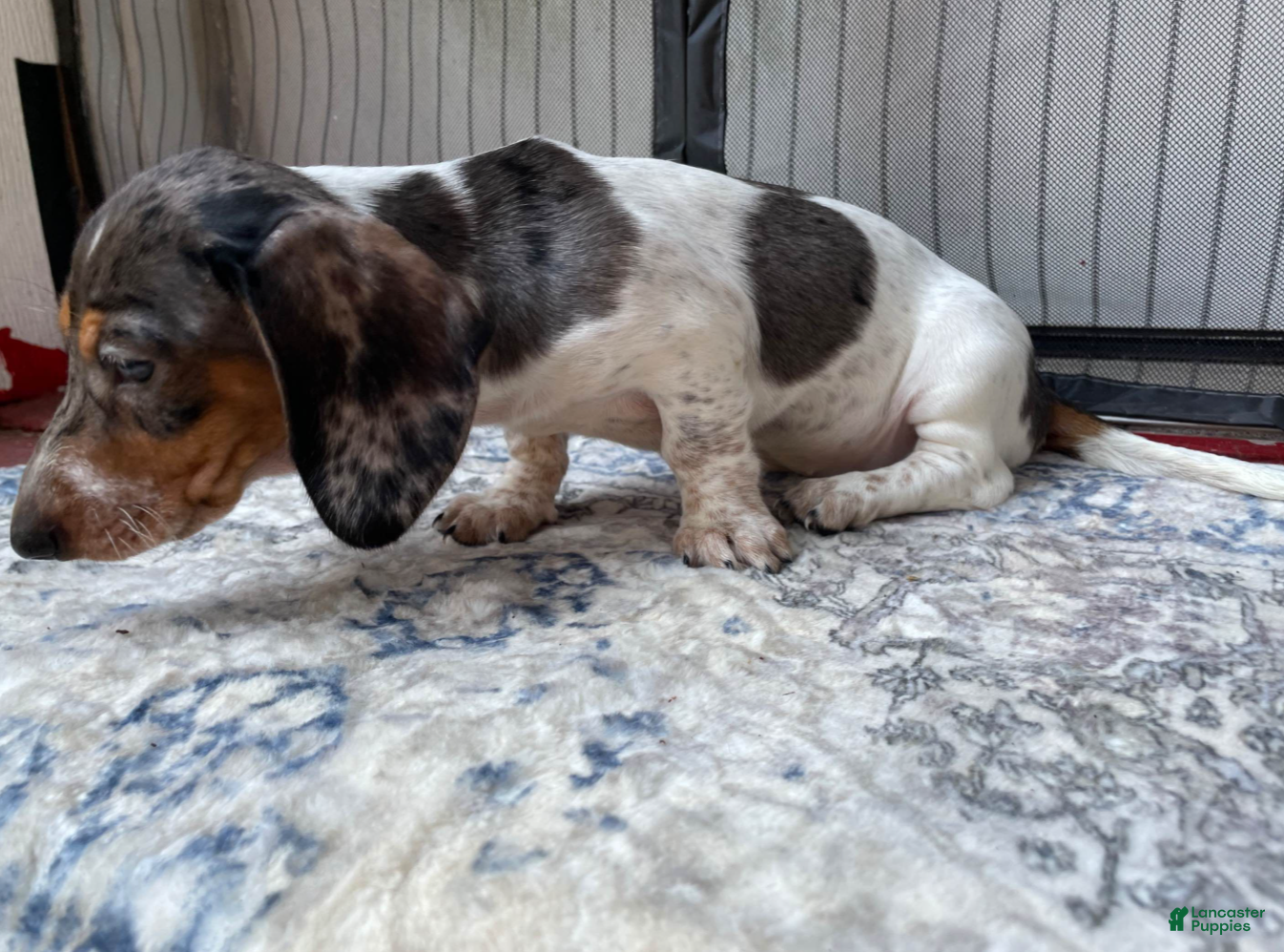 Miniature Dachshund dogs Girl 5 - Ad 2