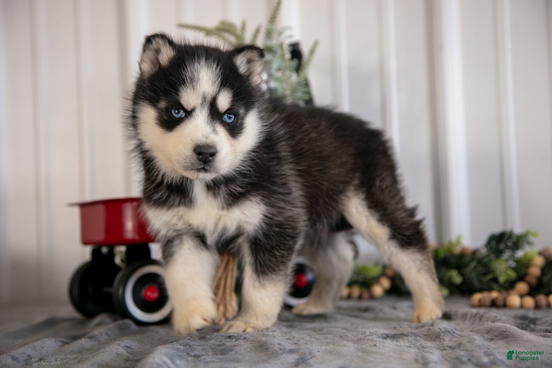 Siberian Husky dogs for sale: Storm - Ad 1