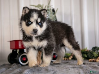 Siberian Husky dogs Storm - Ad 14