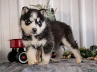 Siberian Husky dogs Storm - Ad 7