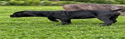 Cane Corso dogs for sale: Cane Corso 1 - Ad 3