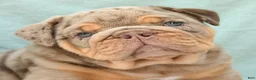 English Bulldog dogs for sale: Champ  - Ad 5