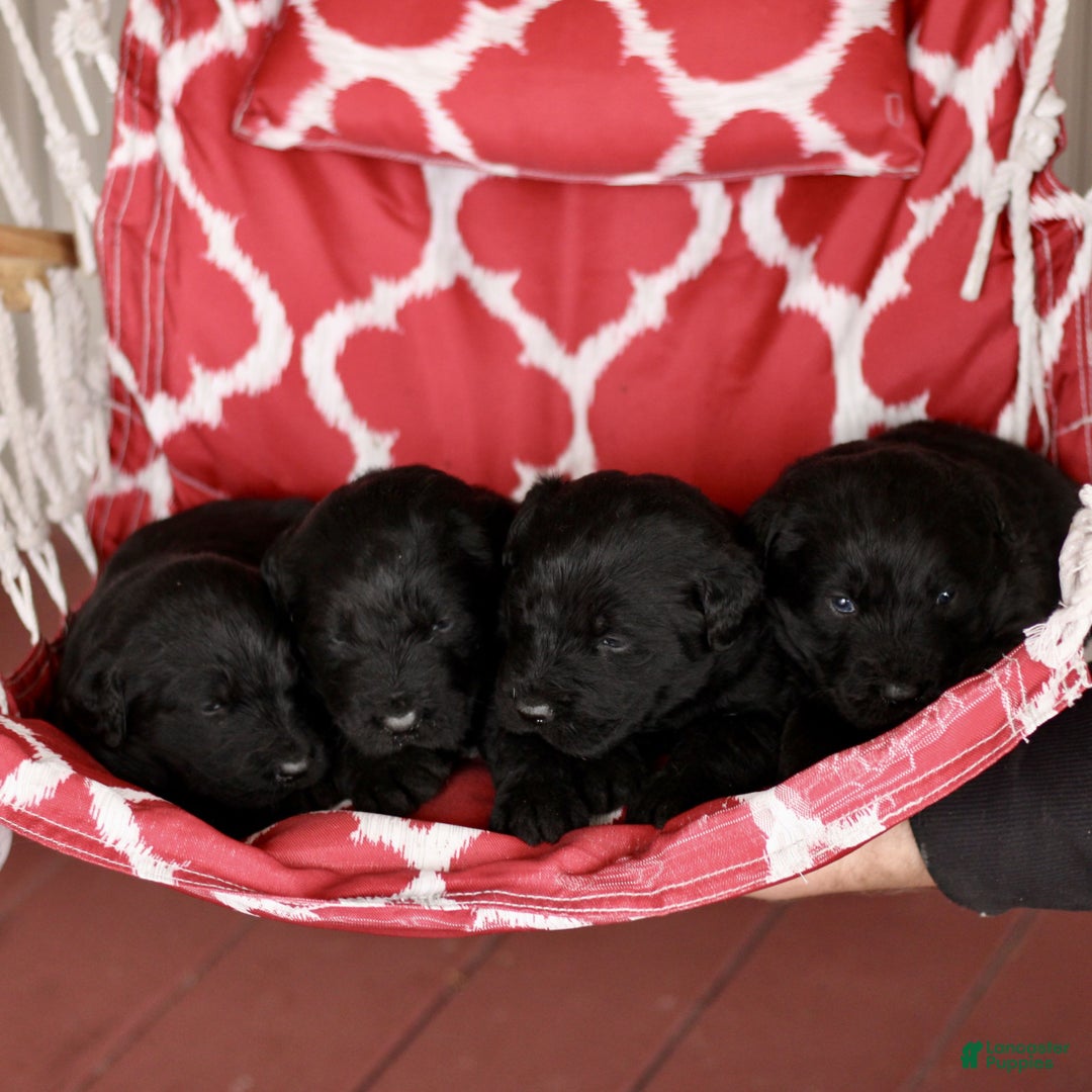 Labradoodle dogs for sale: Marley  - Ad 4