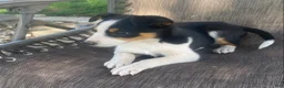 Mixed Breed dogs for sale: Misty  - Ad 4