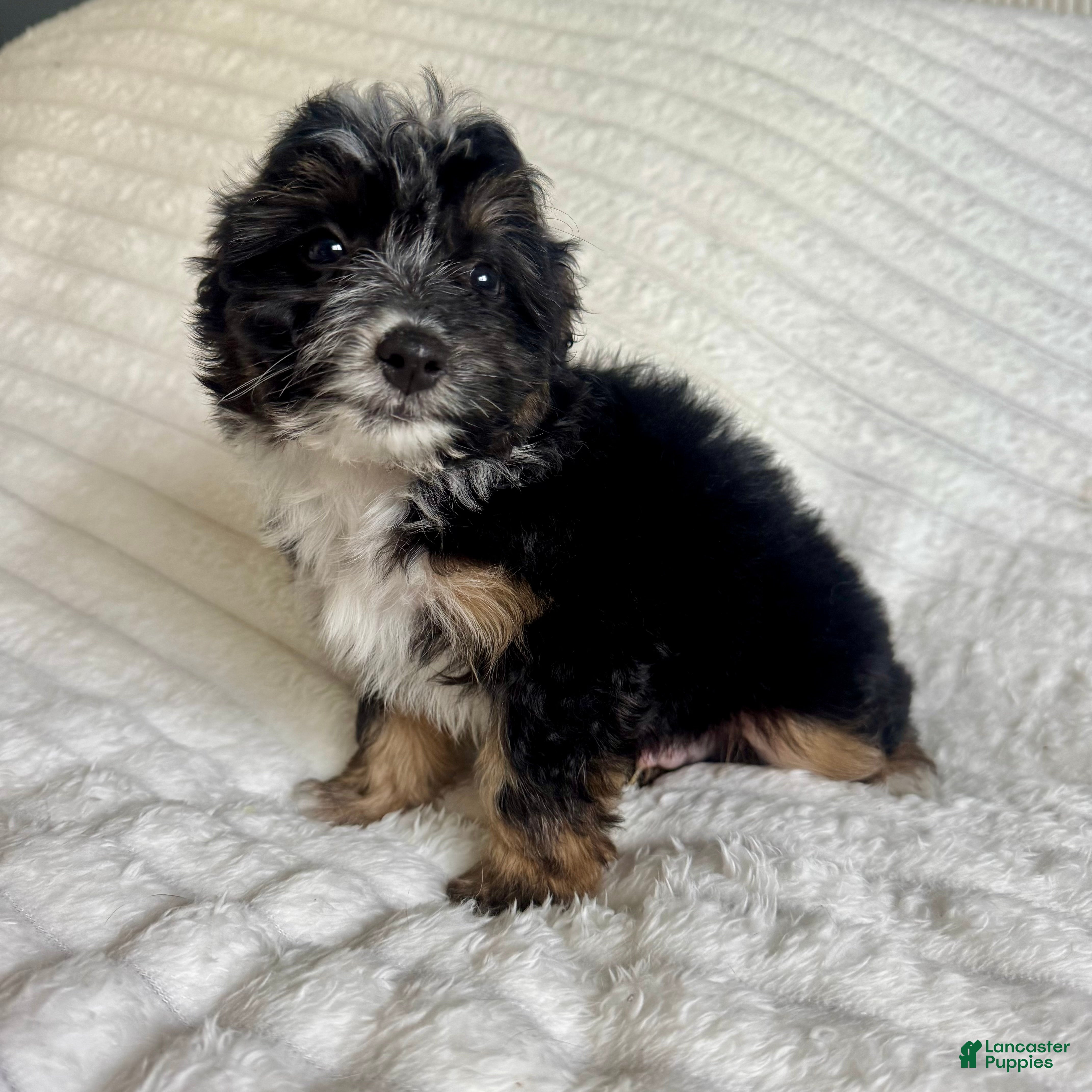 Mixed Breed dogs jake  - Ad 27