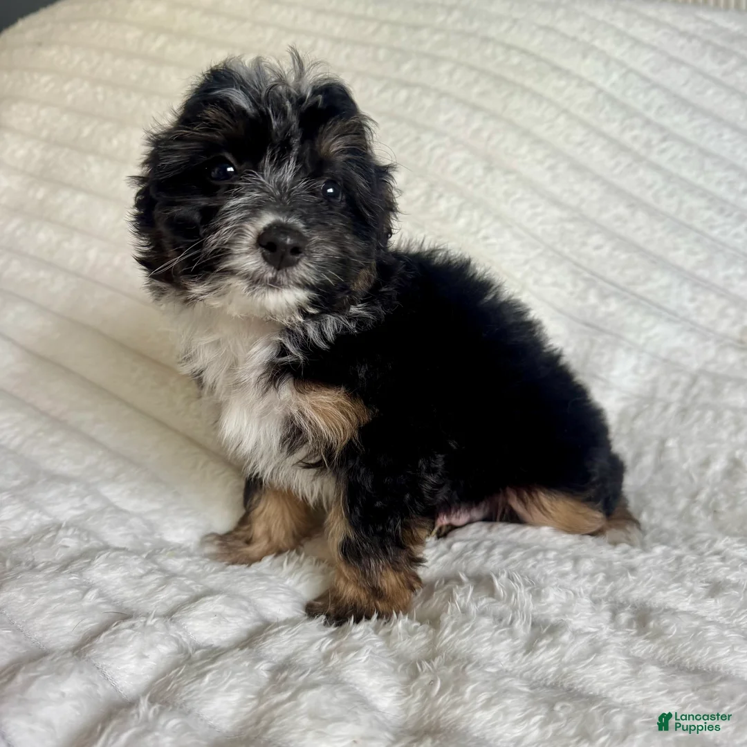 Mixed Breed dogs for sale: jake  - Ad 1